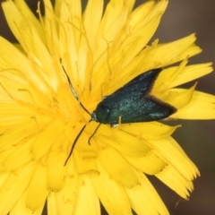 Pollanisus (genus) at Taylor, ACT - 28 Feb 2024