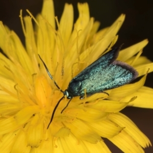 Pollanisus (genus) at Taylor, ACT - 28 Feb 2024