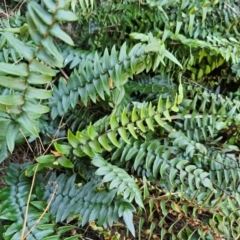 Pellaea calidirupium (Hot Rock Fern) at Molonglo River Reserve - 28 Feb 2024 by Jiggy