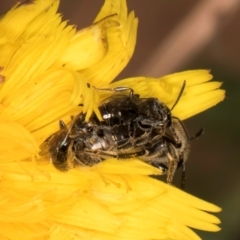 Lasioglossum sp. (genus) (Furrow Bee) at Taylor Offset (TLR) - 28 Feb 2024 by kasiaaus