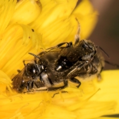 Lasioglossum sp. (genus) at Taylor, ACT - 28 Feb 2024 12:52 PM