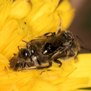 Lasioglossum sp. (genus) at Taylor, ACT - 28 Feb 2024