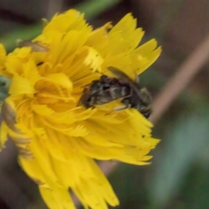 Lasioglossum sp. (genus) at Taylor, ACT - 28 Feb 2024 12:52 PM