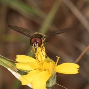 Syrphini sp. (tribe) at Taylor, ACT - 28 Feb 2024