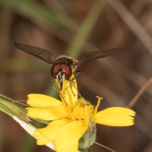 Unidentified Hover fly (Syrphidae) at suppressed by kasiaaus