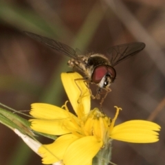 Syrphini sp. (tribe) at Taylor, ACT - 28 Feb 2024