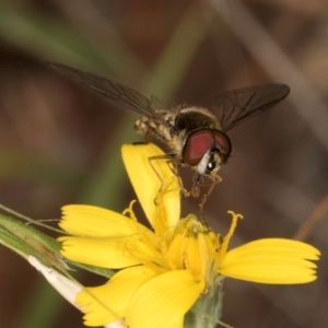 Syrphini sp. (tribe) at Taylor Offset (TLR) - 28 Feb 2024