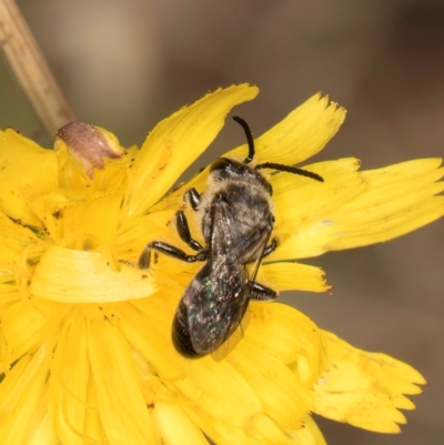 Lasioglossum (Chilalictus) sp. (genus & subgenus) (Halictid bee) at Taylor Offset (TLR) - 28 Feb 2024 by kasiaaus