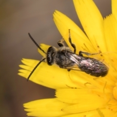 Lasioglossum (Chilalictus) sp. (genus & subgenus) at Taylor, ACT - 28 Feb 2024 12:56 PM