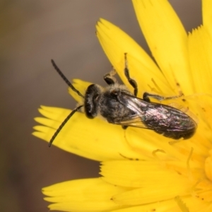 Lasioglossum (Chilalictus) sp. (genus & subgenus) at Taylor, ACT - 28 Feb 2024 12:56 PM