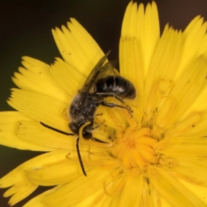 Lasioglossum (Chilalictus) sp. (genus & subgenus) at Taylor, ACT - 28 Feb 2024 12:56 PM