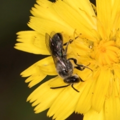 Lasioglossum (Chilalictus) sp. (genus & subgenus) at Taylor, ACT - 28 Feb 2024 12:56 PM