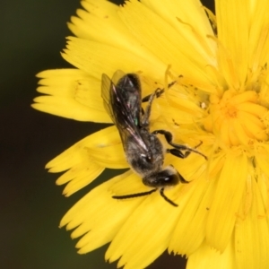 Lasioglossum (Chilalictus) sp. (genus & subgenus) at Taylor, ACT - 28 Feb 2024 12:56 PM