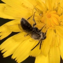 Lasioglossum (Chilalictus) sp. (genus & subgenus) at Taylor, ACT - 28 Feb 2024 12:56 PM