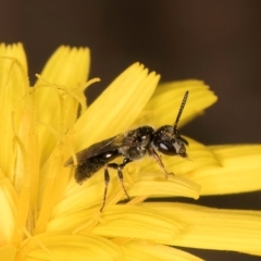 Leioproctus sp. (genus) (Plaster bee) at Taylor, ACT - 28 Feb 2024 by kasiaaus