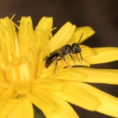 Leioproctus sp. (genus) at Taylor, ACT - 28 Feb 2024