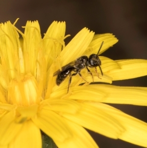 Leioproctus sp. (genus) at Taylor, ACT - 28 Feb 2024