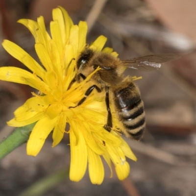 Apis mellifera (European honey bee) at Taylor, ACT - 28 Feb 2024 by kasiaaus