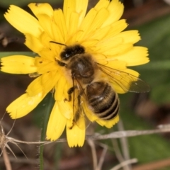 Apis mellifera at Taylor, ACT - 28 Feb 2024 12:58 PM