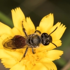 Lasioglossum (Parasphecodes) sp. (genus & subgenus) (Halictid bee) at Taylor Offset (TLR) - 28 Feb 2024 by kasiaaus