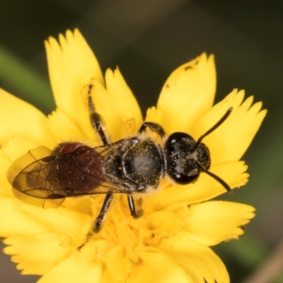 Lasioglossum (Parasphecodes) sp. (genus & subgenus) (Halictid bee) at Taylor Offset (TLR) - 28 Feb 2024 by kasiaaus