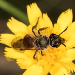 Lasioglossum (Parasphecodes) sp. (genus & subgenus) at Taylor Offset (TLR) - 28 Feb 2024