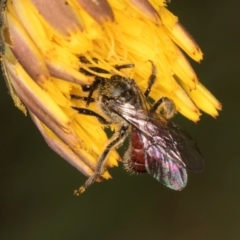 Lasioglossum (Parasphecodes) sp. (genus & subgenus) at Taylor, ACT - 28 Feb 2024