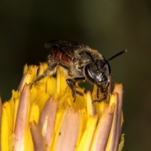 Lasioglossum (Parasphecodes) sp. (genus & subgenus) at Taylor, ACT - 28 Feb 2024