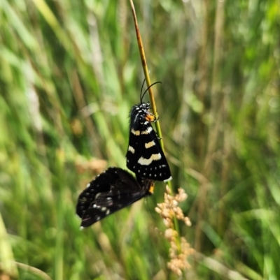 Phalaenoides tristifica (Willow-herb Day-moth) at Rendezvous Creek, ACT - 28 Feb 2024 by Otford