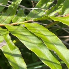 Blechnum wattsii (Hard Water Fern) at Bombay, NSW - 28 Feb 2024 by JaneR