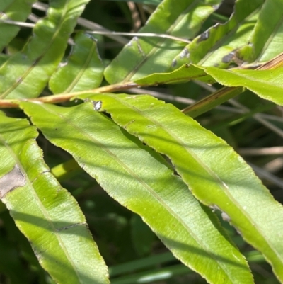 Blechnum wattsii (Hard Water Fern) at QPRC LGA - 28 Feb 2024 by JaneR