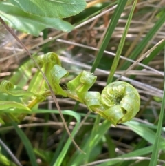 Blechnum wattsii at QPRC LGA - 28 Feb 2024