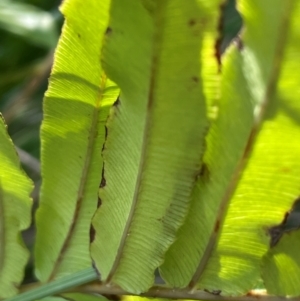 Blechnum wattsii at QPRC LGA - 28 Feb 2024