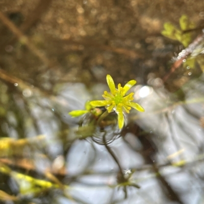 Ranunculus amphitrichus (Small River Buttercup) at QPRC LGA - 28 Feb 2024 by JaneR