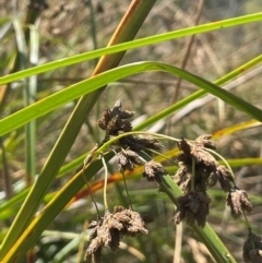 Scirpus polystachyus (Large-head Club-rush) at QPRC LGA - 28 Feb 2024 by JaneR