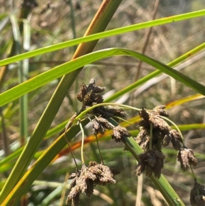 Scirpus polystachyus at QPRC LGA - 28 Feb 2024