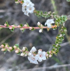 Epacris gunnii at QPRC LGA - 28 Feb 2024