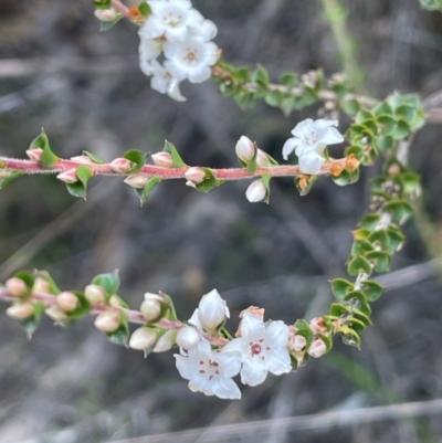 Epacris gunnii (Heath) at QPRC LGA - 28 Feb 2024 by JaneR