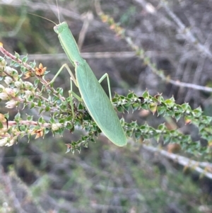 Orthodera ministralis at QPRC LGA - 28 Feb 2024 02:48 PM