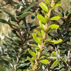 Banksia marginata at QPRC LGA - 28 Feb 2024