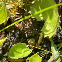Centella asiatica (Pennywort, Centella, Indian Pennywort) at QPRC LGA - 28 Feb 2024 by JaneR