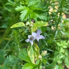 Mentha diemenica (Wild Mint, Slender Mint) at Rossi, NSW - 28 Feb 2024 by JaneR