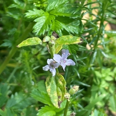 Mentha diemenica (Wild Mint, Slender Mint) at Rossi, NSW - 28 Feb 2024 by JaneR