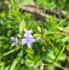 Mentha diemenica at QPRC LGA - 28 Feb 2024 12:09 PM