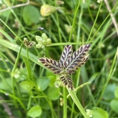 Cyperus sanguinolentus (A Sedge) at Tallaganda National Park - 28 Feb 2024 by JaneR