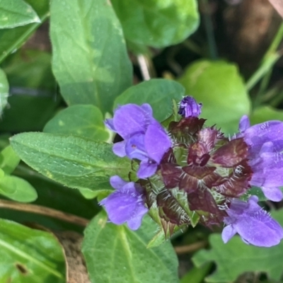 Prunella vulgaris (Self-heal, Heal All) at Rossi, NSW - 28 Feb 2024 by JaneR