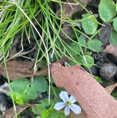 Lobelia pedunculata (Matted Pratia) at Tallaganda National Park - 28 Feb 2024 by JaneR