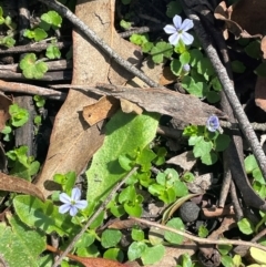 Lobelia pedunculata at QPRC LGA - 28 Feb 2024