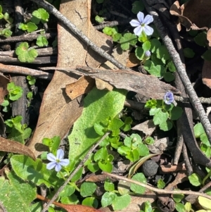 Lobelia pedunculata at QPRC LGA - 28 Feb 2024