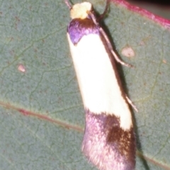 Edosa irruptella (A Tineid moth) at Chute, VIC - 31 Oct 2015 by WendyEM